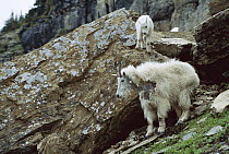 Mountain Goat (Oreamnos americanus) mother and baby, Rocky Mountains, North America