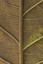 Detail of dead leaf showing veins, Guinea, West Africa