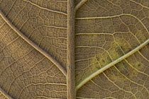 Dead leaf showing veins, Guinea, West Africa