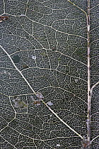 Skeletonized leaf, Atewa Range Forest Reserve, Atewa Range, Ghana