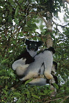 Indri (Indri indri) sitting in tree, Madagascar