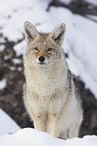 Coyote (Canis latrans), western Montana