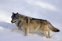 Timber Wolf (Canis lupus) walking through snow, western Alberta, Canada