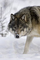 Timber Wolf (Canis lupus), western Alberta, Canada