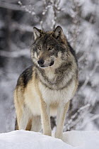 Timber Wolf (Canis lupus) in winter, western Alberta, Canada