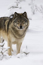 Timber Wolf (Canis lupus) in snow, western Alberta, Canada
