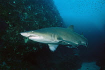 Grey Nurse Shark (Carcharias taurus), New South Wales, Australia