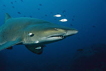 Grey Nurse Shark (Carcharias taurus) underwater portrait, New South Wales, Australia