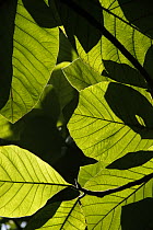Rainforest leaves showing sunlight and shadow patterns, Borneo, Malaysia
