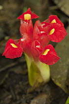 Ginger (Etlingera sessilanthera) flower, Malaysia