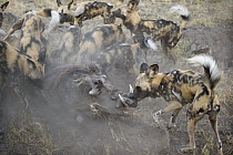 African Wild Dog (Lycaon pictus) pack attacking Warthog (Phacochoerus africanus), northern Botswana