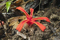 Cardamom (Amomum megalocheilos) flower, Danum Valley Conservation Area, Sabah, Borneo, Malaysia