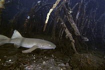 Short-tail Nurse Shark (Ginglymostoma cirratum) resting between mangrove roots, Bastimentos Marine National Park, Bocas del Toro, Panama