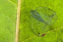 Planthopper (Ricaniidae) mimicking the veination of leaves, Papua New Guinea