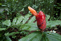 Spiral Ginger (Costus pulverulentus) flower, Barro Colorado Island, Panama