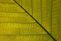 Fig (Ficus dammaropsis) leaf, native to New Guinea
