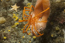 Sea Spider (Pycnogonidae), Palmer Station, Antarctic Peninsula, Antarctica