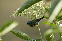 Tropical Setophaga (Setophaga pitiayumi), Andes, Ecuador