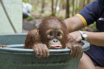 Orangutan (Pongo pygmaeus) infant in bath, Orangutan Care Center, Borneo, Indonesia