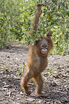 Orangutan (Pongo pygmaeus) two year old infant walking, Orangutan Care Center, Borneo, Indonesia