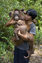 Orangutan (Pongo pygmaeus) caretaker carrying juvenile in forest during forest exploration and training program, Orangutan Care Center, Borneo, Indonesia