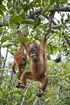 Orangutan (Pongo pygmaeus) two year old infant playing in tree, Orangutan Care Center, Borneo, Indonesia