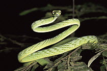 Oriental Whip Snake (Ahaetulla prasina) in the rainforst, Danum Valley Conservation Area, Sabah, Malaysia