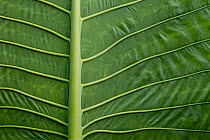 Elephant Ear Taro (Alocasia macrorrhizos) leaf ribs, Tawau Hills Park, Sabah, Borneo, Malaysia