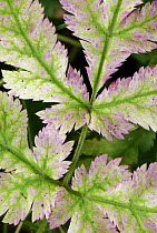 Geranium (Geranium sp) leaves, Switzerland