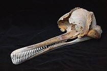 Ganges River Dolphin (Platanista gangetica) skull