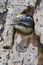 Three-toed Woodpecker (Picoides tridactylus) male in nest cavity, western Montana
