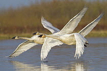 Trumpeter Swan (Cygnus buccinator) trio flying, southern Alaska