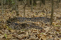 Malagasy Ground Boa (Acrantophis madagascariensis) in leaf litter, Berenty Private Reserve, Madagascar