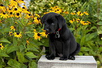 Black Labrador Retriever (Canis familiaris) puppy sniffing flower
