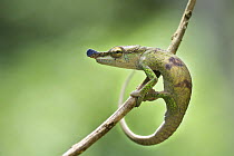 Blue-nosed Chameleon (Calumma boettgeri), Montagne D'Ambre National Park, Madagascar