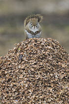 Red Squirrel (Tamiasciurus hudsonicus) on pine cone flakes, western Montana