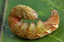 Caterpillar with aposematic coloration, Gunung Leuser National Park, Sumatra, Indonesia