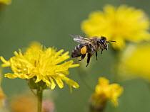 Honey Bee (Apis mellifera) flying with pollen basket, Bavaria, Germany