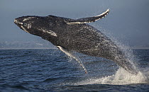 Humpback Whale (Megaptera novaeangliae) calf breaching, Monterey Bay, California