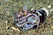 Veined Octopus (Octopus marginatus) hiding in bottle, Anilao, Philippines