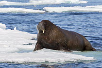 Walrus (Odobenus rosmarus) climbing on ice floe, Svalbard, Norway