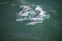 Indo-pacific Bottlenose Dolphin (Tursiops aduncus) pod surfing wave, Western Cape, South Africa