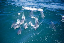 Indo-pacific Bottlenose Dolphin (Tursiops aduncus) pod surfing wave, Western Cape, South Africa