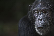 Eastern Chimpanzee (Pan troglodytes schweinfurthii) twenty-five year old female, named Tanga, Gombe National Park, Tanzania