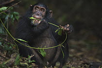 Eastern Chimpanzee (Pan troglodytes schweinfurthii) seven year old juvenile male, named Siri, feeding on vines, Gombe National Park, Tanzania