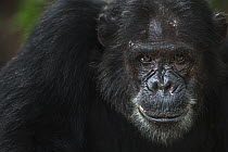 Eastern Chimpanzee (Pan troglodytes schweinfurthii) twenty year old male, named Titan, Gombe National Park, Tanzania