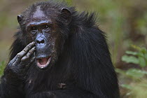 Eastern Chimpanzee (Pan troglodytes schweinfurthii) forty-three year old female, named Gremlin, scratching face, Gombe National Park, Tanzania