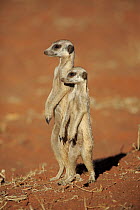 Meerkat (Suricata suricatta) pair on alert, Tswalu Game Reserve, South Africa