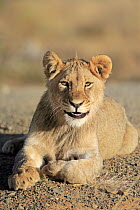 African Lion (Panthera leo) juvenile male, Mountain Zebra National Park, South Africa