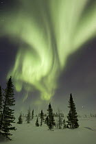 Northern lights or aurora borealis over frozen tundra and white spruce, boreal forest, North America